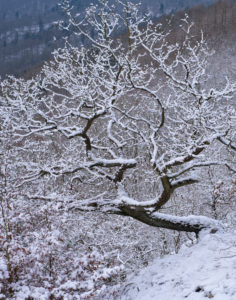 Europe, Germany, Hesse, Vöhl, Kellerwald-Edersee National Park, winter atmosphere at the Kahlen Hardt, winding oak tree above the Edersee, 1000 year old oak trees, Knorreichenstieg, jungle, steep slope, exposed to the south, Europe, Germany, Hesse, Vöhl, Kellerwald-Edersee National Park, winter atmosphere at the Kahlen Hardt, winding oak tree above the Edersee, 1000 year old oak trees, Knorreichenstieg, jungle, steep slope, exposed to the south,
